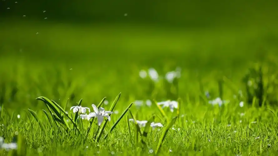 走过绿意小清新绿色1920*1080高清壁纸