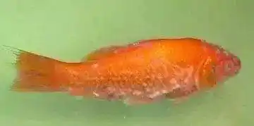 鱼身上怎么就长了白毛呢?