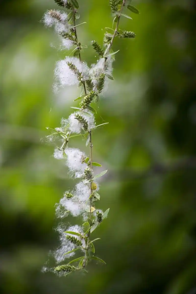【杨絮柳絮满天飞,哮喘患者怎么办?