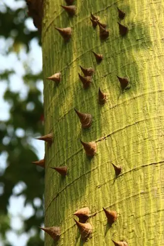 其它 美丽异木棉,羊城花开 写美篇树干下部膨大,呈酒瓶状,树皮绿色