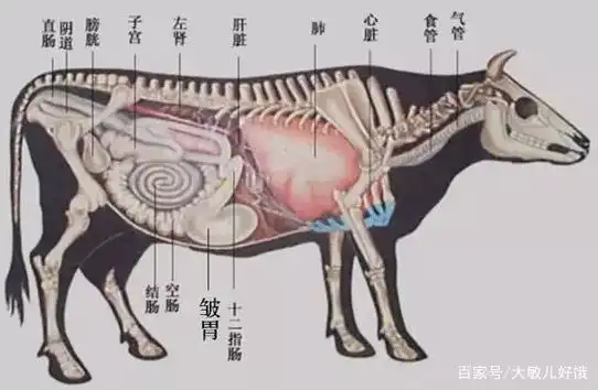 「金钱肚」牛牛的网胃