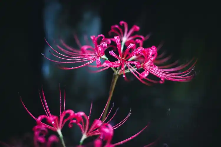 恶魔的温柔——彼岸花