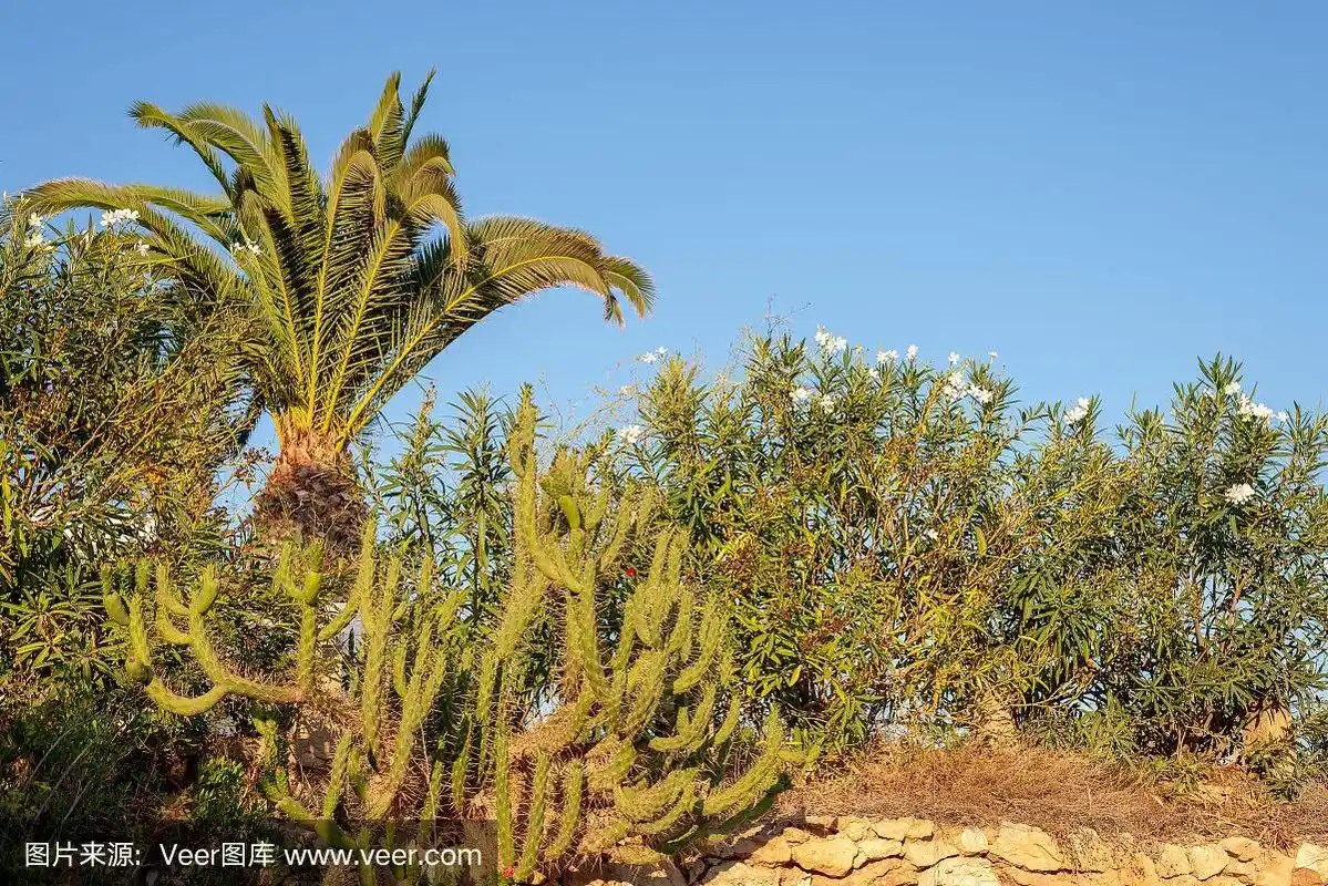 地中海,棕榈树,热带气候,仙人掌,自然美