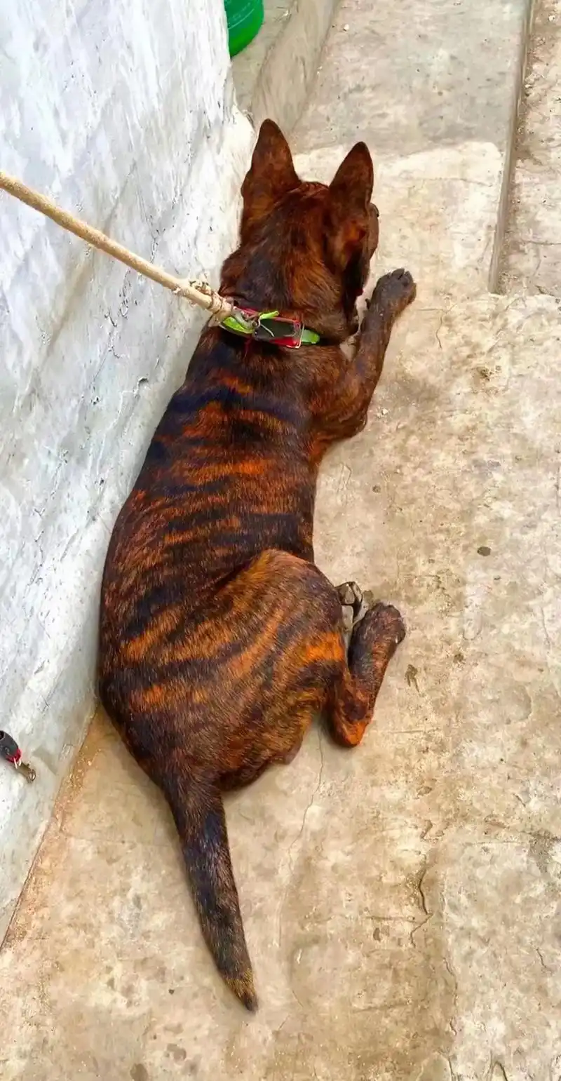 小华南虎(公) 迈巴赫系列 巴纹红得发紫那种,全身无一根白毛 - 抖音