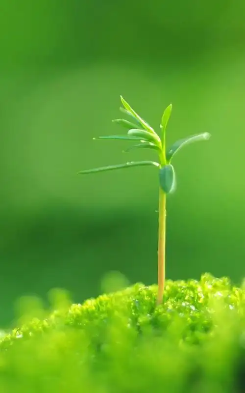 绿色护眼手机壁纸 800x1280