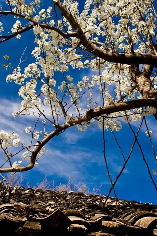 大美金川梨花开