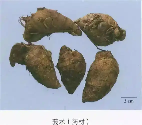每天学习一味中药莪术