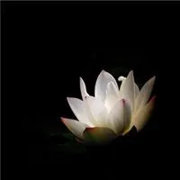 学佛的微信头像荷花【点击鼠标右键下载】