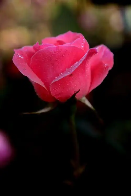 900_1350竖版 竖屏