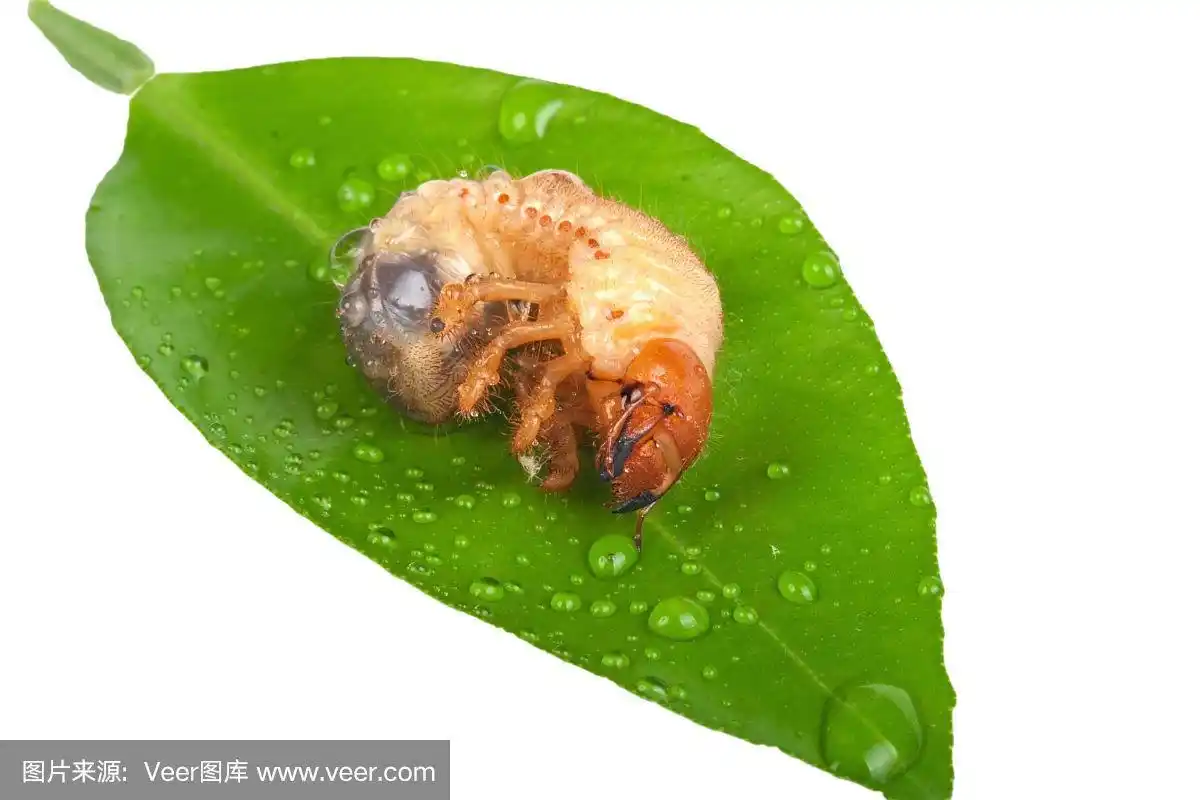 金龟子幼虫在绿叶上