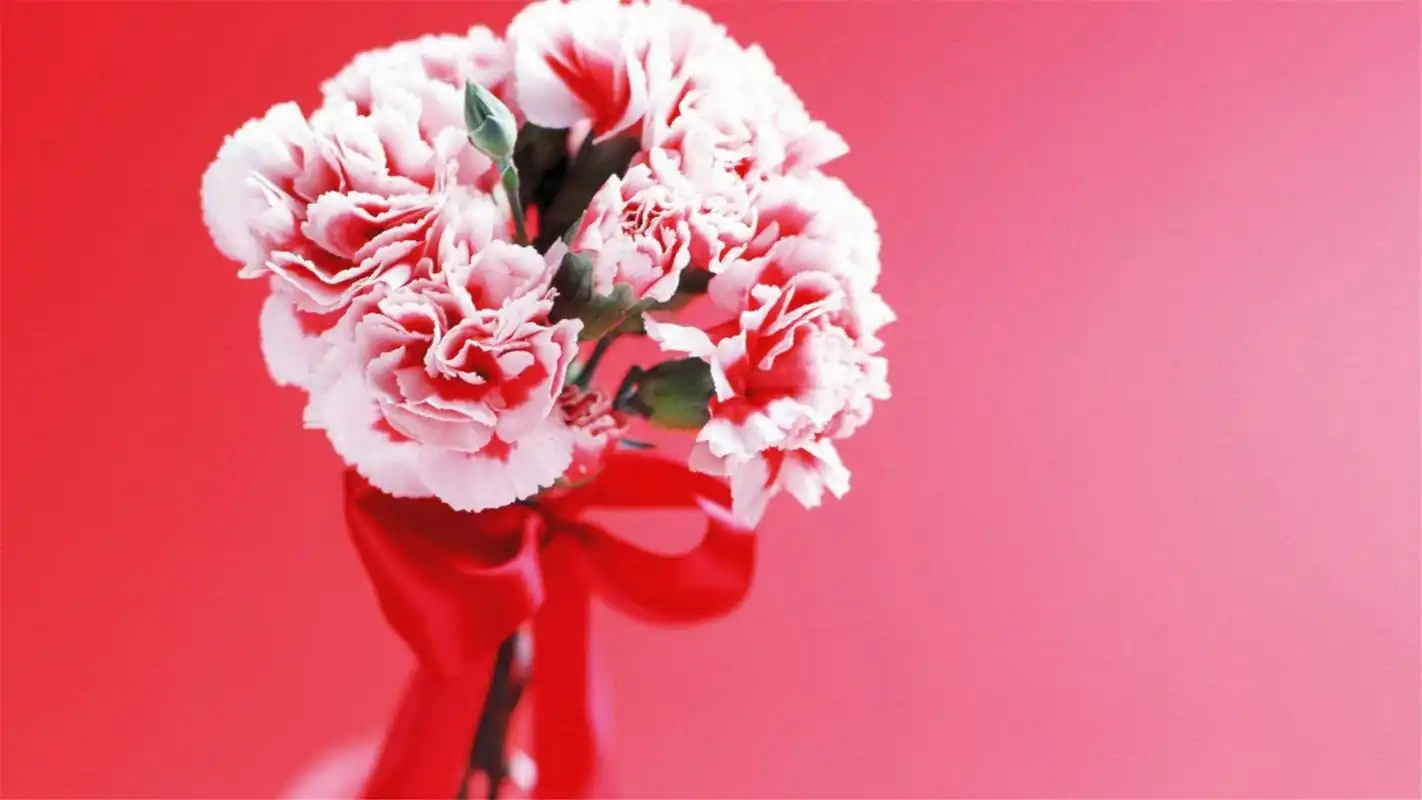 好看的唯美花卉图片清新植物护眼桌面壁纸高清(2)