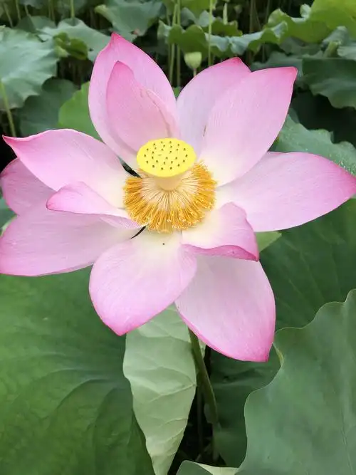 粉红粉红的荷花就像仙女的舞台,中间的黄色小莲蓬就像观音菩萨的宝座.