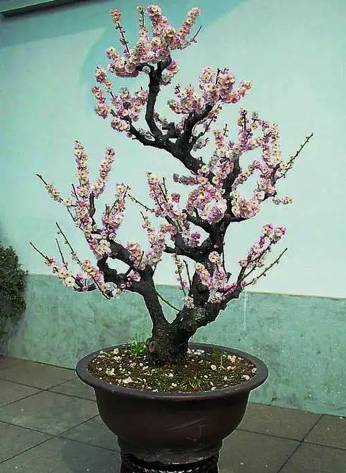 [转载]梅花盆景欣赏:精修细剪十年功,迎得梅花香愈浓.