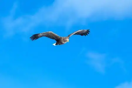 鱼在天上飞行中的白尾鹰,日本北海道蓝天上的飞鹰,日出时鹰的剪影