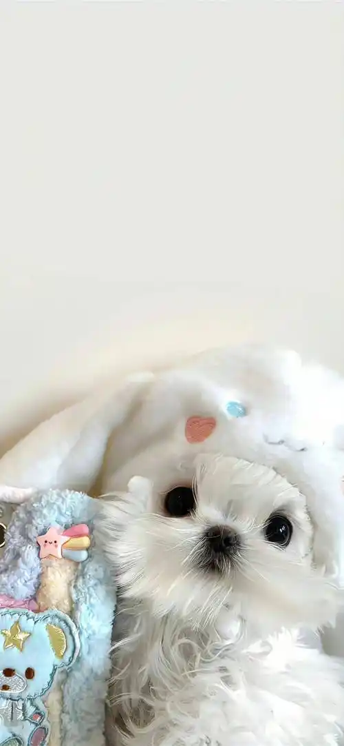 壁纸| 软fufu可爱锁屏壁纸