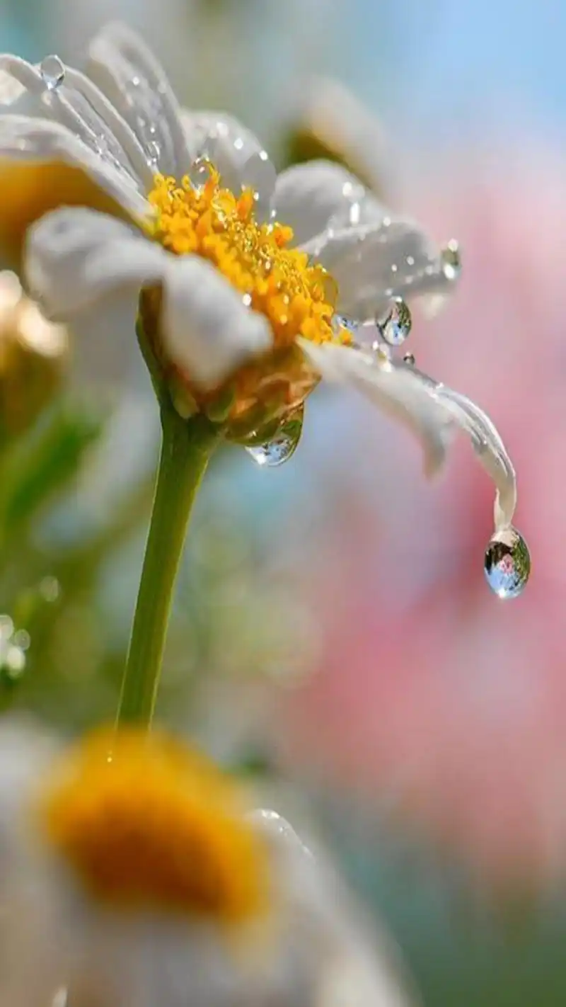 清新唯美露珠图片手机壁纸