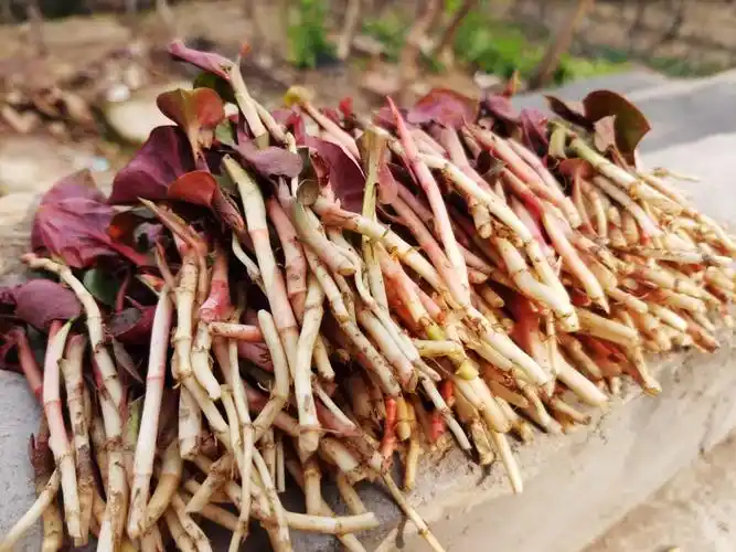 折耳根还有个名字叫鱼腥草.