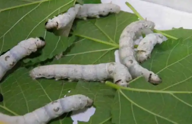 蚕吃什么(蚕吃什么样的桑叶)