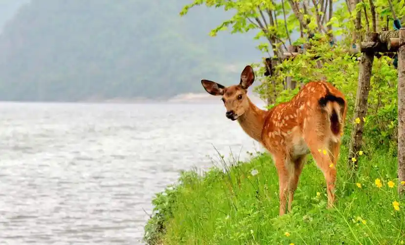 新景区避暑观光摄影打卡胜地!叆河风景区小动物游船小火车美拍一日游