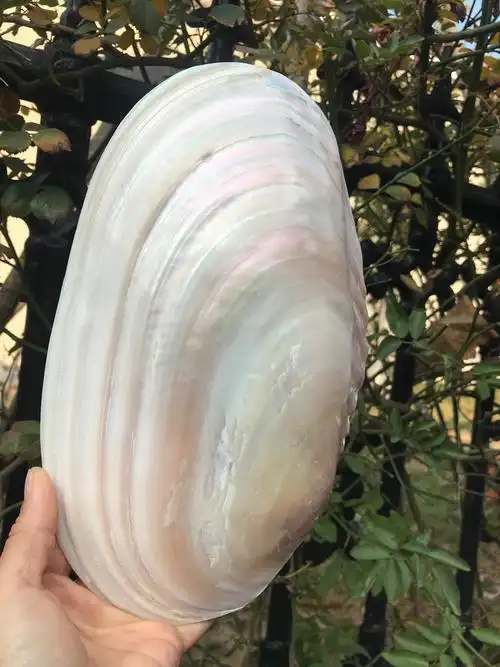 22-26厘米炫彩天然珍珠蚌壳 单片大蚌壳 贝壳餐盘 天然贝壳工艺品