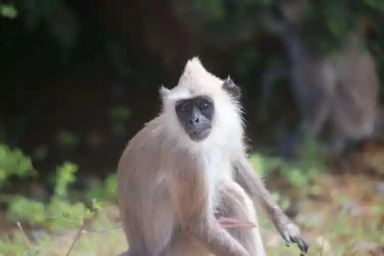 还有白毛猴子哦原谅我听不懂那个名词当然还有小鹿拉和日本那种风格