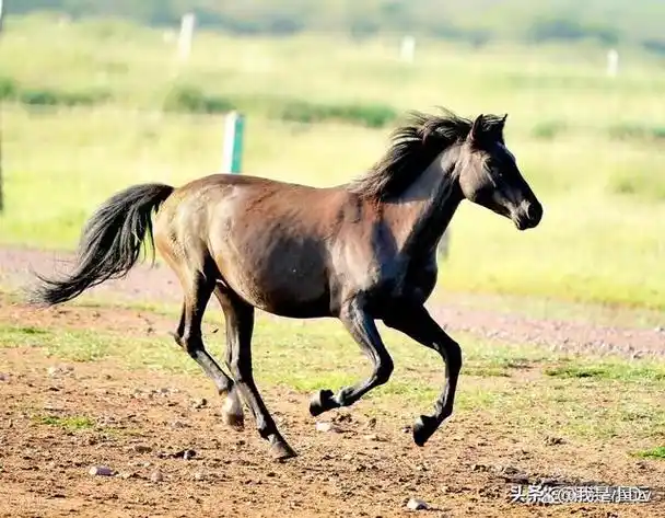 你是否命中注定的富贵马!揭示属马人最幸运的出生月份!