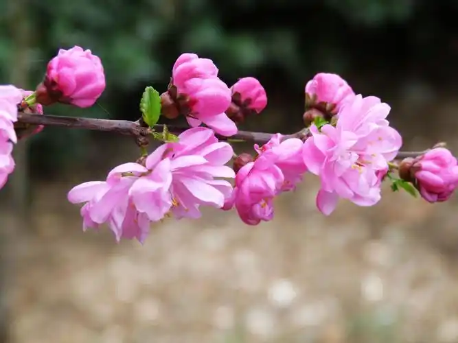 桃花盛开笑春风