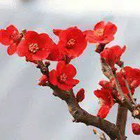 梅花鹿头像梅花姑娘胸前梅花纹身美人两朵梅花好诱人红梅花开梅花鹿