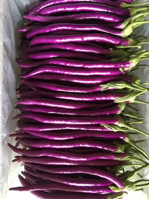 精品红线茄基地种植大量上市供货稳定质量保长期合作