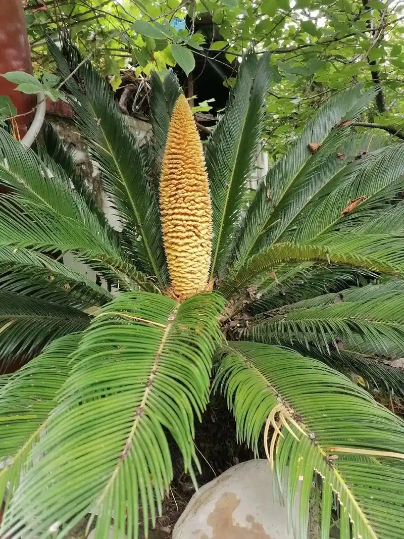 今日有幸一睹铁树开花7815 它象征着大富大贵,吉祥幸福,预示着