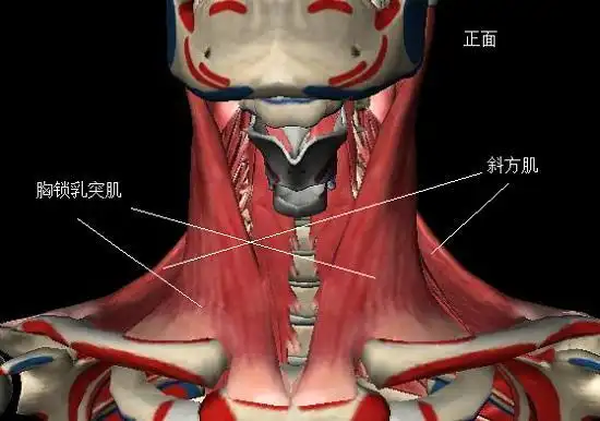 颈前伸现象的代偿关系