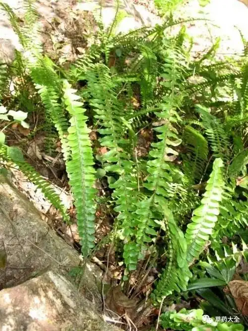 飞天蜈蚣的功效和作用