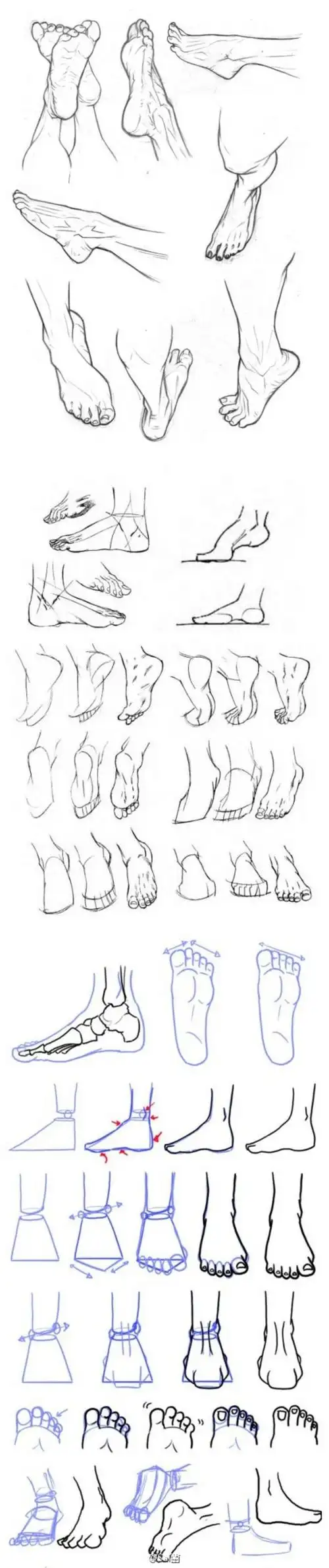 非常非常详细的脚部绘制参考,注意掌握脚趾间的角度关系把控,收藏学习