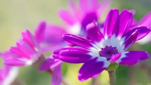 壁纸 紫色蓝眼菊花朵 3840x2160 uhd 4k 高清壁纸, 图片, 照片