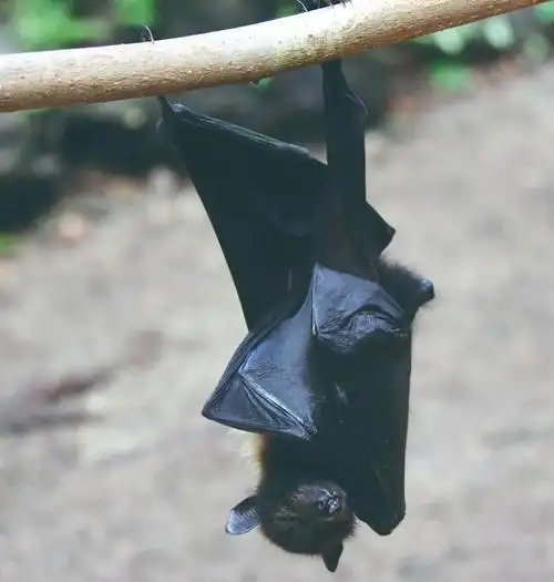 蝙蝠——倒挂型美丽的金鱼总是睁着一双大眼睛,在水中徜徉.