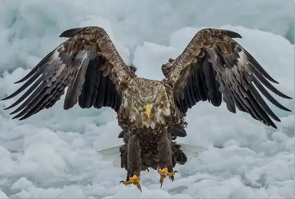 杨过的雕最后怎么样了 神雕侠侣雕兄实力不容小觑