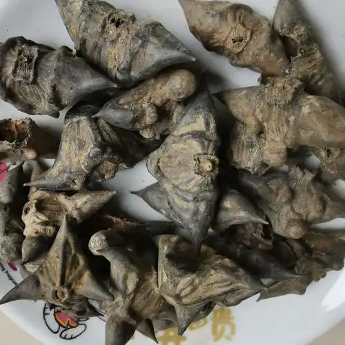 大货供应 四角菱 菱角 马甲子 雄虎刺 铁菱角白棘量大从优