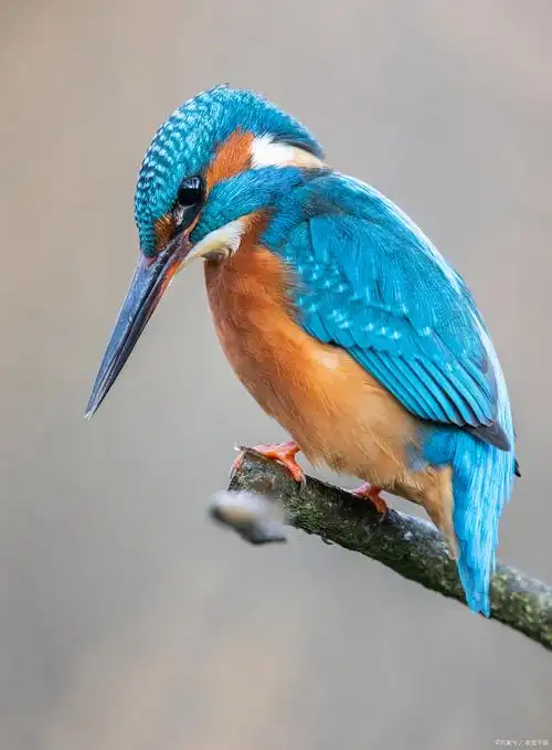 翠鸟可家养但属保护鸟类,饲养需要合法.