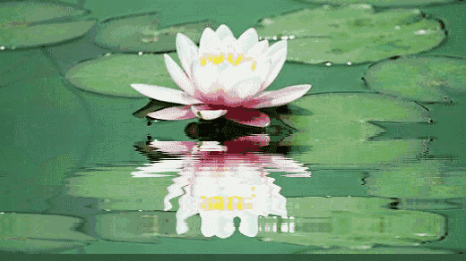 王欣柳朗读荷花小学三年级下册