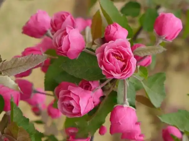 东洋锦海棠的养殖方法和注意事项,东洋锦海棠怎么养(这些品种不仅名字