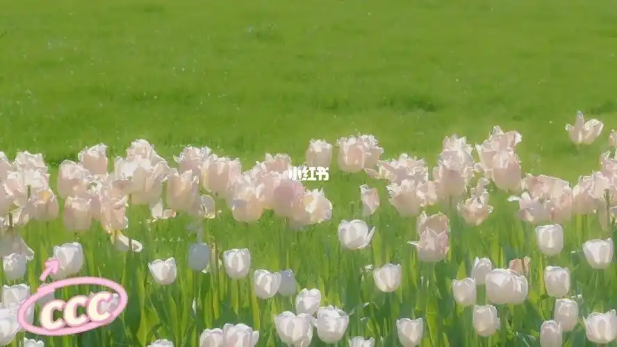 ins风  #ipad壁纸  #电脑壁纸  #高清壁纸  #每日壁纸  #仙女聚会