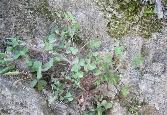 因其茎叶酸味十足,民间又叫老鸦酸,酸溜溜,酸黄瓜等.