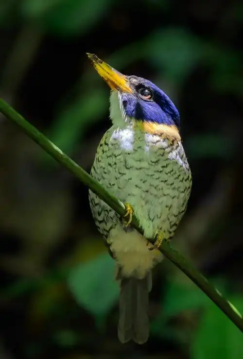 苏拉威西的翠鸟:斑头翡翠的宁静时刻