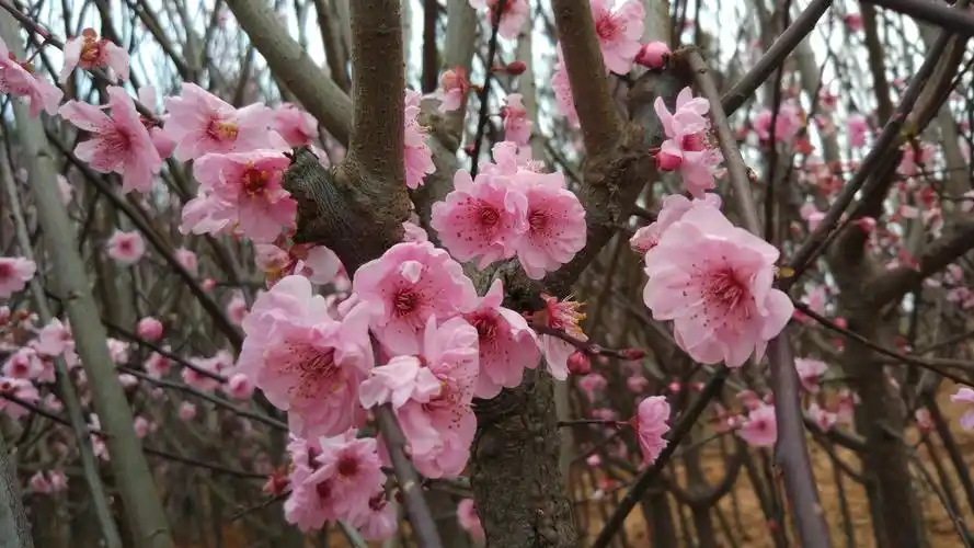 美人梅盆栽:造型造景中非常理想的观赏花木