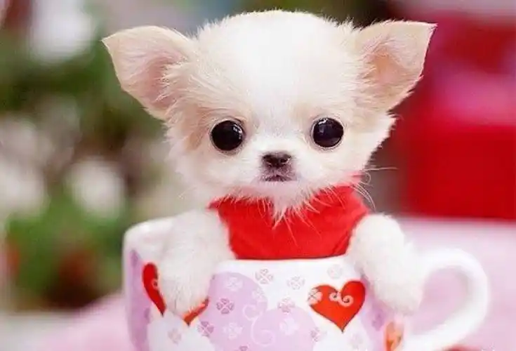 你知道怎么饲养它吗该怎么饲养