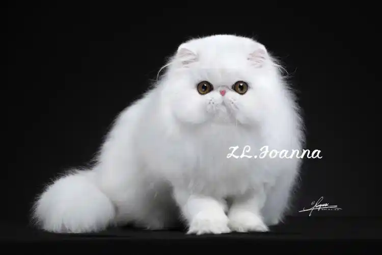 波斯猫异国长毛猫双胞胎姐妹花待售