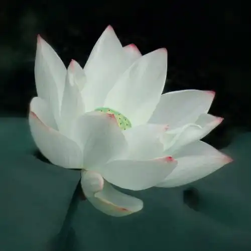 一朵冷静的荷花