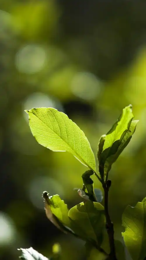 超清护眼绿色植物图片手机壁纸
