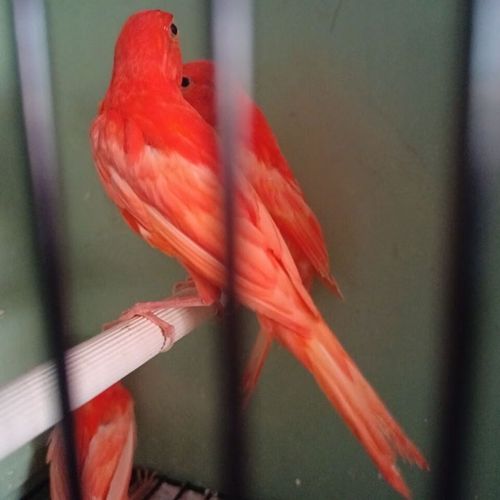 采缇玉鸟活体山东黄玉扬州黄宠物鸟活物鹦鹉鸟黄玉鸟