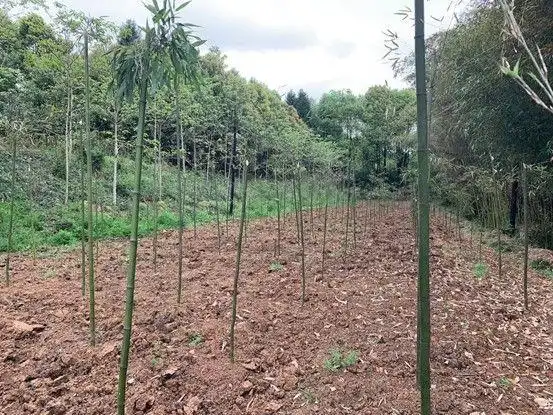 汉中市秦巴生态保护中心积极开展雷竹引种栽培试验研究